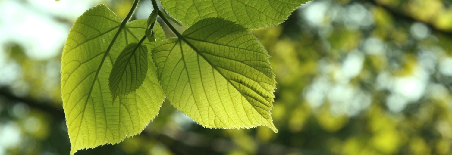 linden leaves